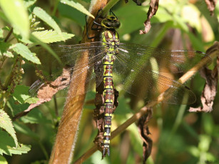 Картинка животные стрекозы