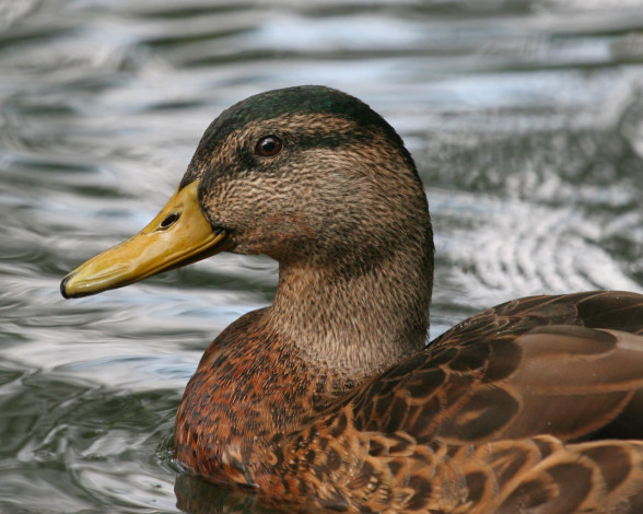 Обои картинки фото животные, утки