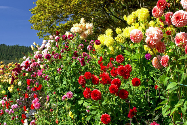 Обои картинки фото цветы, георгины