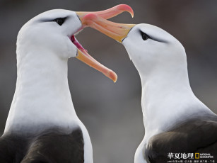 Картинка животные альбатросы