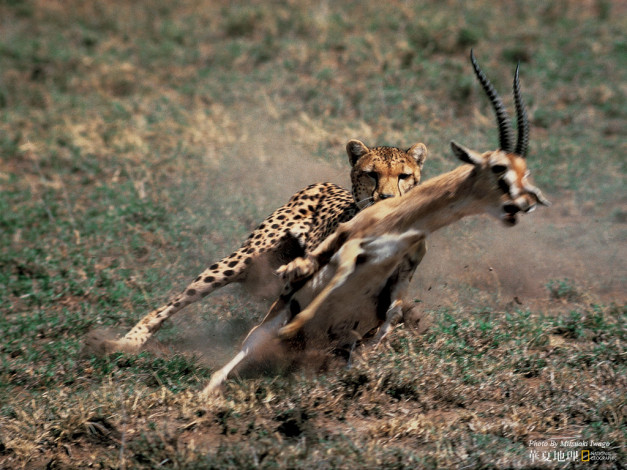 Обои картинки фото животные, разные, вместе