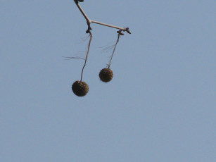 Картинка природа