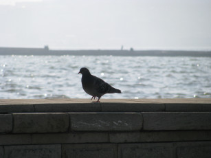 Картинка животные голуби