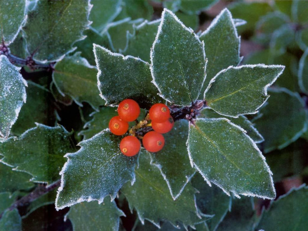 Обои картинки фото 