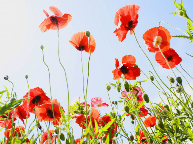 Обои картинки фото цветы, маки