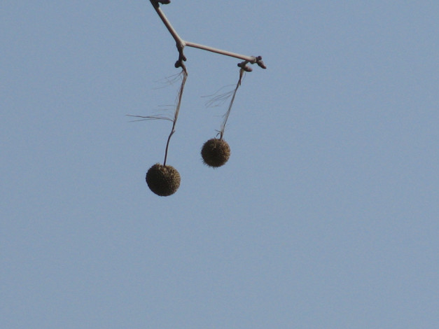 Обои картинки фото природа