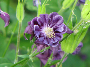 Картинка цветы аквилегия водосбор