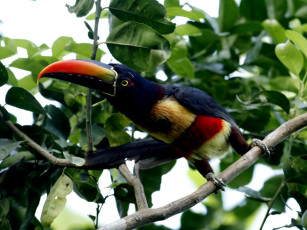 Картинка животные туканы