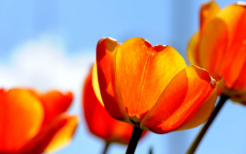Картинка цветы тюльпаны