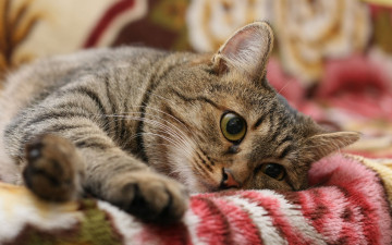 Картинка животные коты