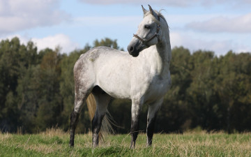 Картинка животные лошади