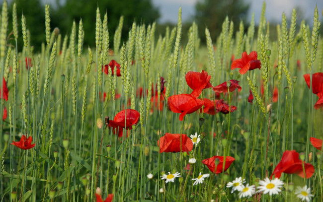 Обои картинки фото цветы, маки