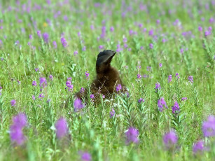 Картинка автор игорь шпиленок животные медведи