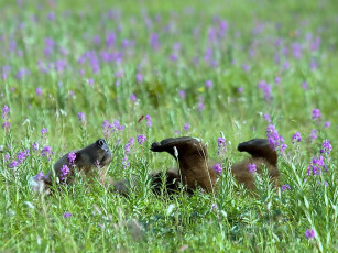 Картинка автор игорь шпиленок животные медведи