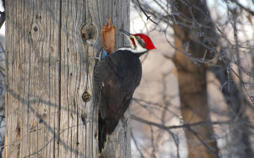 Картинка животные дятлы