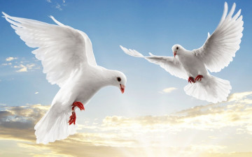 Картинка животные голуби