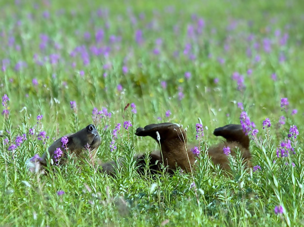 Обои картинки фото автор, игорь, шпиленок, животные, медведи