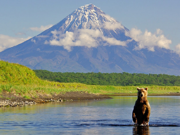Обои картинки фото автор, игорь, шпиленок, животные, медведи