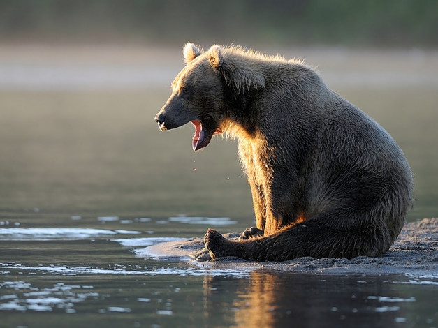 Обои картинки фото автор, игорь, шпиленок, животные, медведи