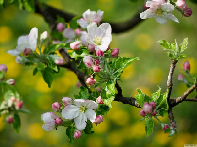 Обои картинки фото цветы, цветущие, деревья, кустарники