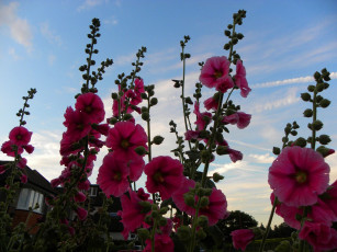 Картинка цветы мальвы пурпурный