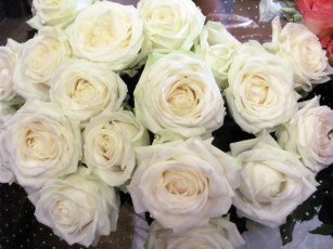 Картинка цветы розы кремовые много