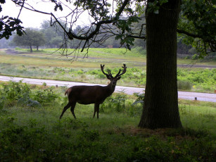 Картинка животные олени рога