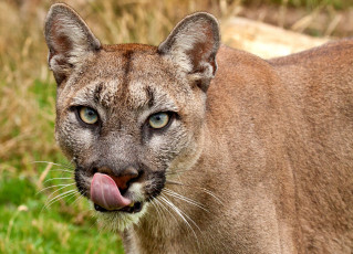 Картинка животные пумы хищник взгляд язык