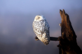 Картинка животные совы сук сова