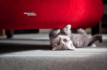 Картинка животные коты диван котенок