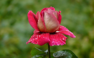 Картинка цветы розы лепестки капли