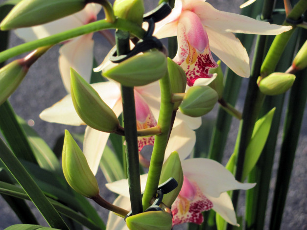 Обои картинки фото цветы, орхидеи, экзотика