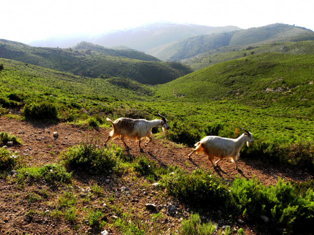 Обои картинки фото животные, козы, великобритания