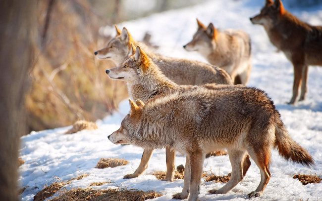 Обои картинки фото животные, волки, стая, снег
