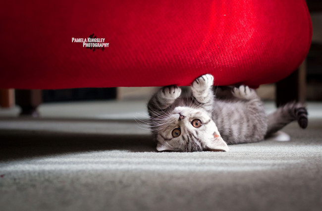 Обои картинки фото животные, коты, диван, котенок