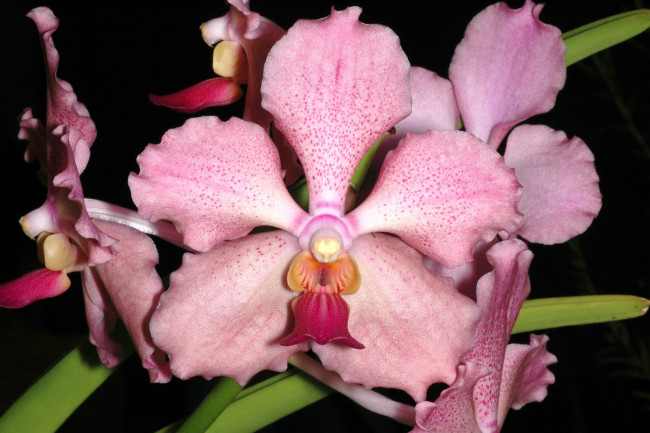 Обои картинки фото цветы, орхидеи, розовый, экзотика