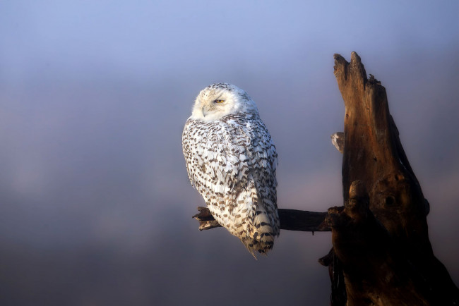 Обои картинки фото животные, совы, сук, сова