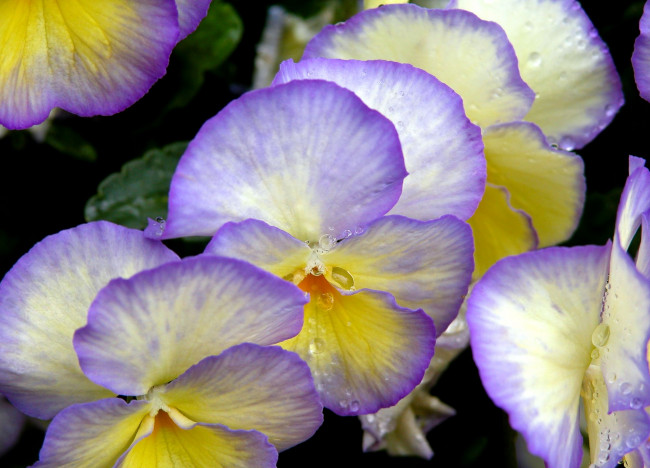 Обои картинки фото цветы, анютины, глазки, садовые, фиалки, фиолетовый, виола