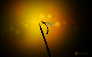 Картинка векторная графика стрекоза