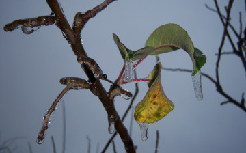 Картинка природа макро ветка серость небо пасмурно облединение листья