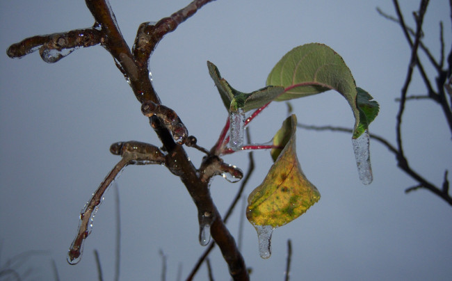 Обои картинки фото природа, макро, ветка, серость, небо, пасмурно, облединение, листья