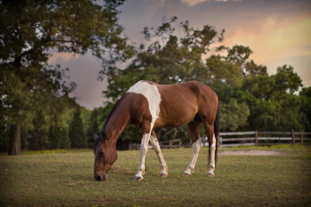 Картинка животные лошади лошадка