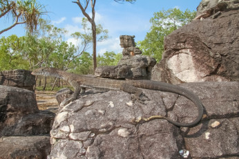 Картинка животные Ящерицы +игуаны +вараны ящерка