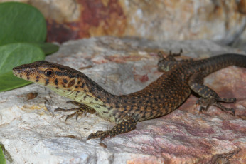 Картинка животные Ящерицы +игуаны +вараны ящерка