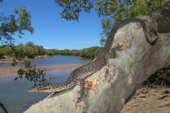 Картинка животные Ящерицы +игуаны +вараны ящерка