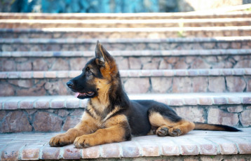 Картинка животные собаки щенок