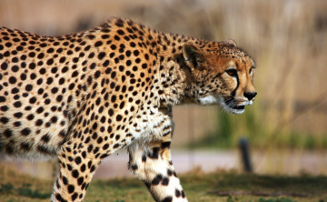 Картинка животные гепарды хищник гепард