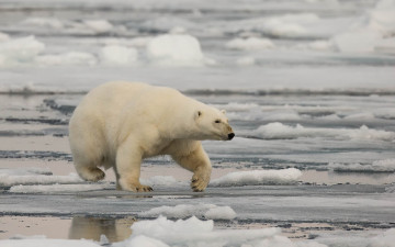 Картинка животные медведи природа медведь фон