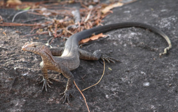 Картинка животные Ящерицы +игуаны +вараны ящерка