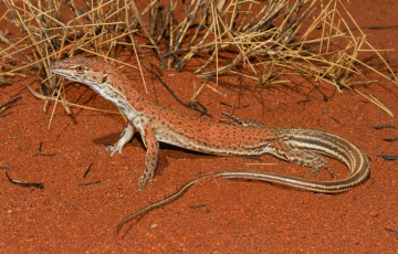 Картинка животные Ящерицы +игуаны +вараны ящерка